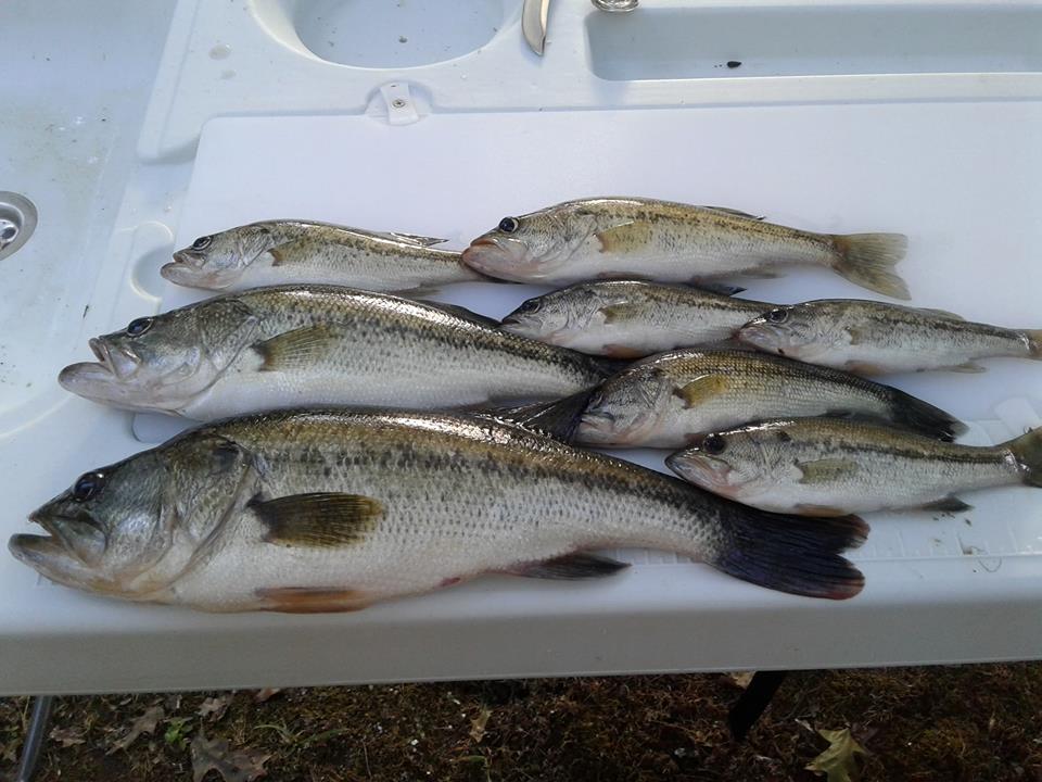 Attached picture fish caught 10-28-18.jpg